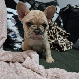 French Bulldog