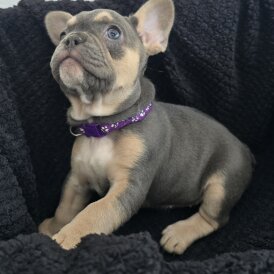 French Bulldog