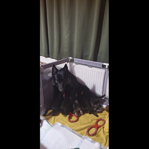 German Shepherd (Alsatian)