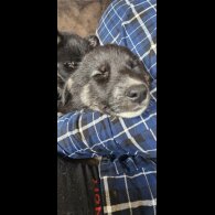 German Shepherd (Alsatian)