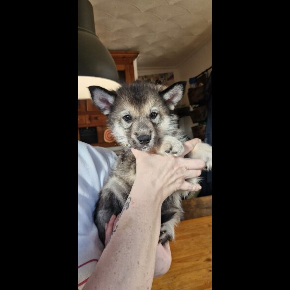 German Shepherd (Alsatian)