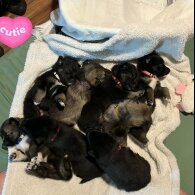 German Shepherd (Alsatian)