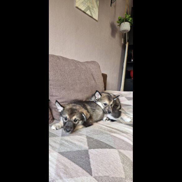 German Shepherd (Alsatian)