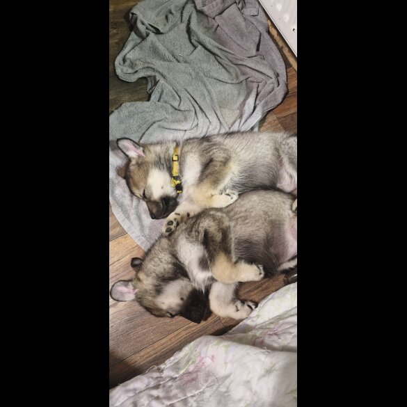 German Shepherd (Alsatian)