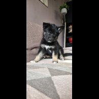 German Shepherd (Alsatian)