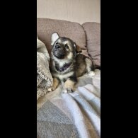 German Shepherd (Alsatian)