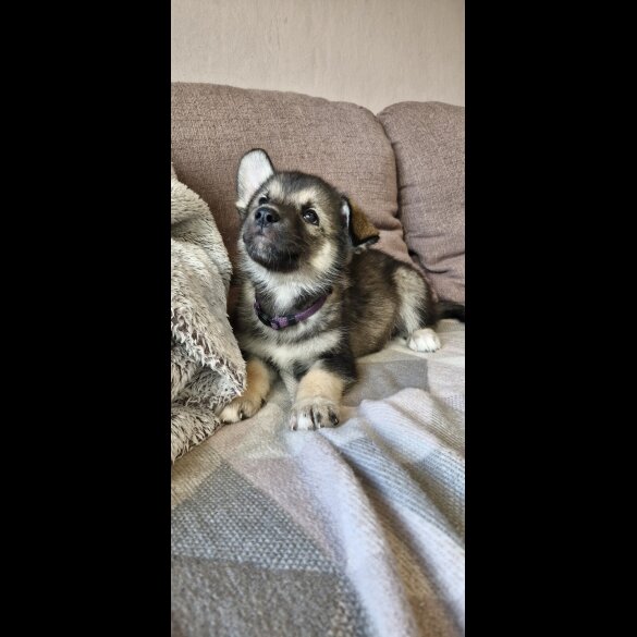 German Shepherd (Alsatian)