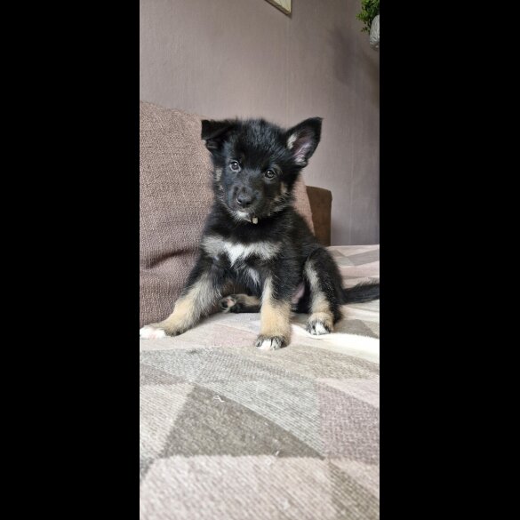 German Shepherd (Alsatian)