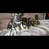 German Shepherd (Alsatian)