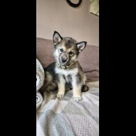 German Shepherd (Alsatian)