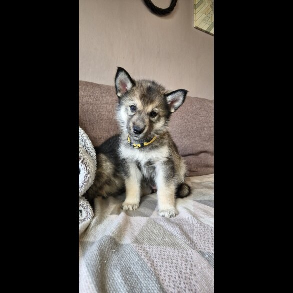 German Shepherd (Alsatian)