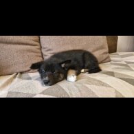 German Shepherd (Alsatian)