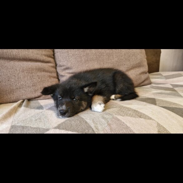 German Shepherd (Alsatian)