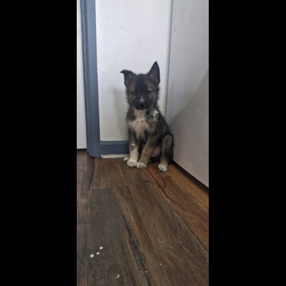 German Shepherd (Alsatian)