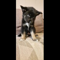 German Shepherd (Alsatian)