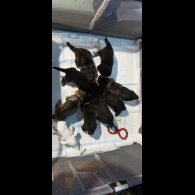 German Shepherd (Alsatian)