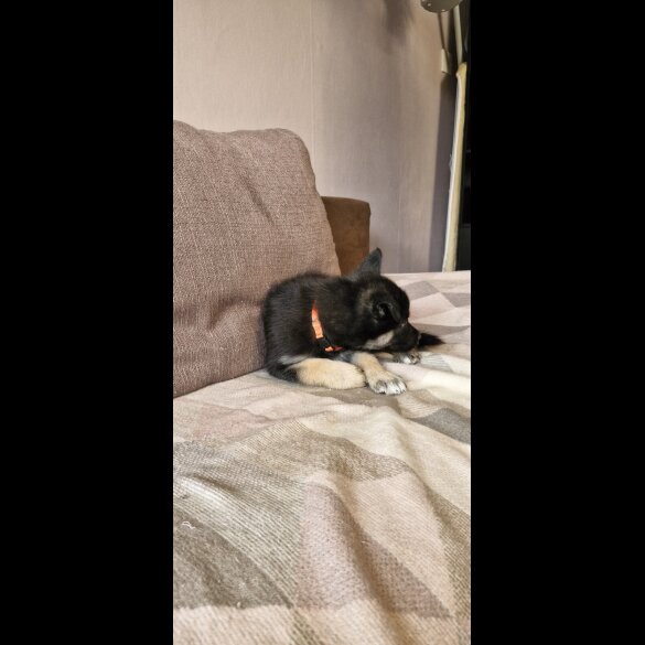 German Shepherd (Alsatian)