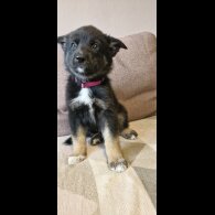 German Shepherd (Alsatian)