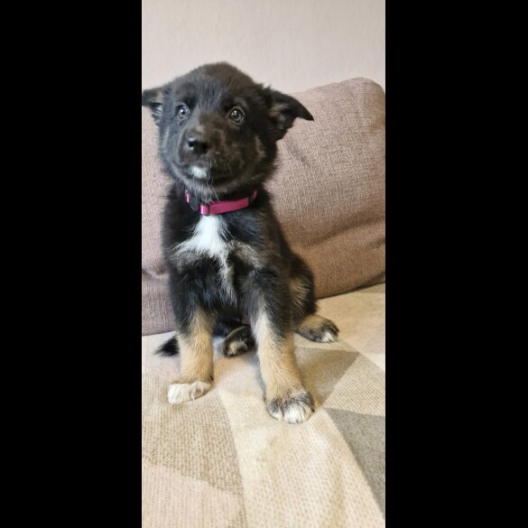 German Shepherd (Alsatian)