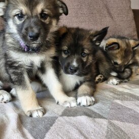 German Shepherd (Alsatian)