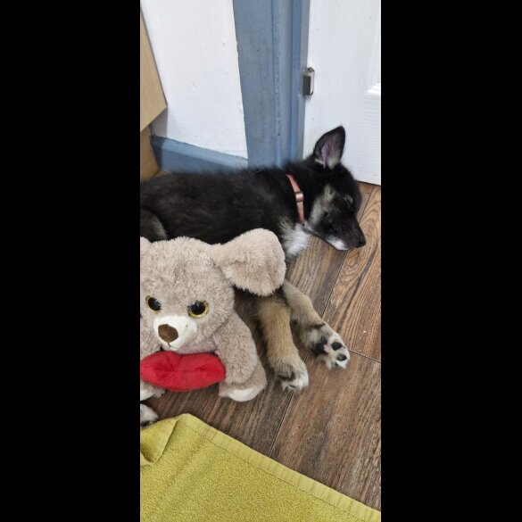 German Shepherd (Alsatian)