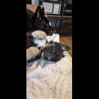 German Shepherd (Alsatian)