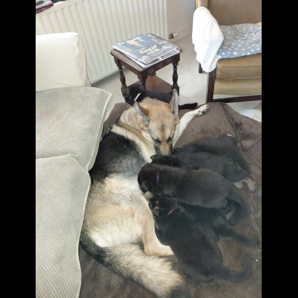 German Shepherd (Alsatian)