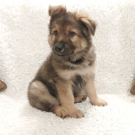 German Shepherd (Alsatian)