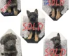 German Shepherd (Alsatian)