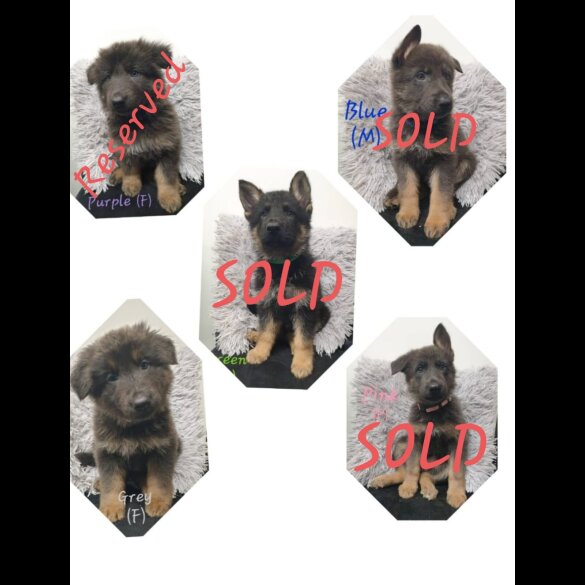 German Shepherd (Alsatian)