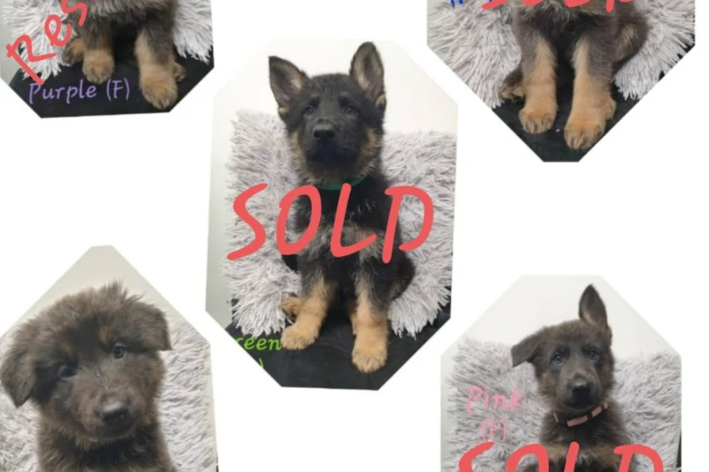 German Shepherd (Alsatian)