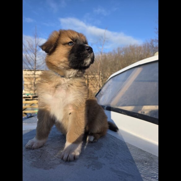 German Shepherd (Alsatian)