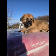 German Shepherd (Alsatian)