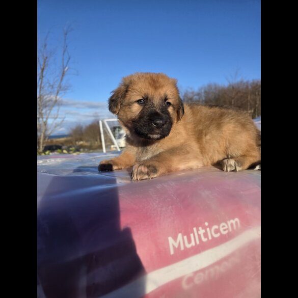 German Shepherd (Alsatian)