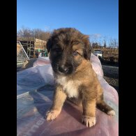 German Shepherd (Alsatian)