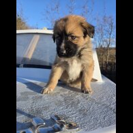 German Shepherd (Alsatian)