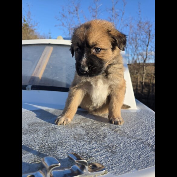 German Shepherd (Alsatian)