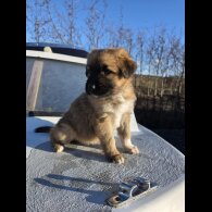 German Shepherd (Alsatian)