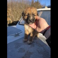 German Shepherd (Alsatian)