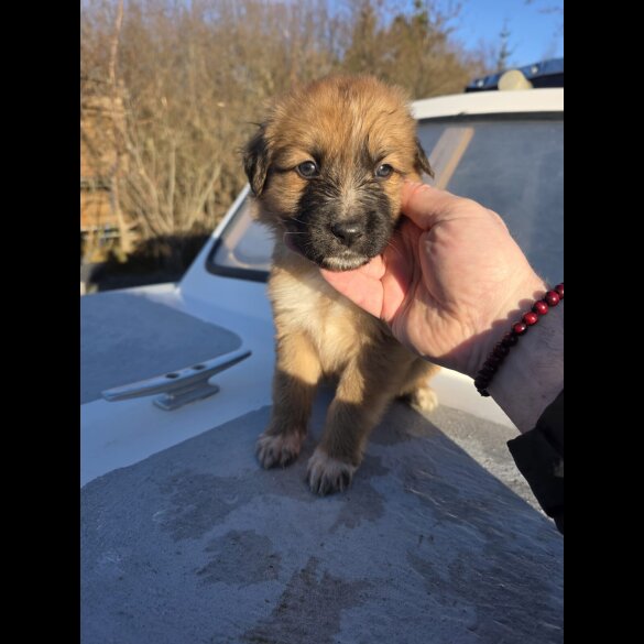 German Shepherd (Alsatian)