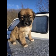 German Shepherd (Alsatian)