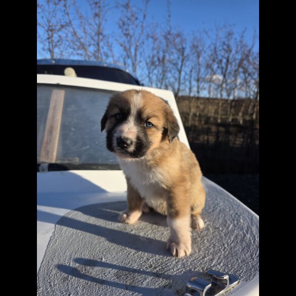 German Shepherd (Alsatian)