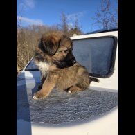 German Shepherd (Alsatian)