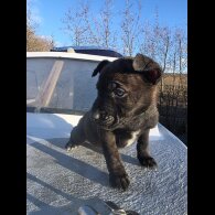 German Shepherd (Alsatian)