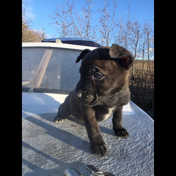 German Shepherd (Alsatian)