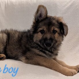 German Shepherd (Alsatian)