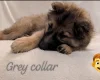 German Shepherd (Alsatian)