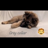 German Shepherd (Alsatian)