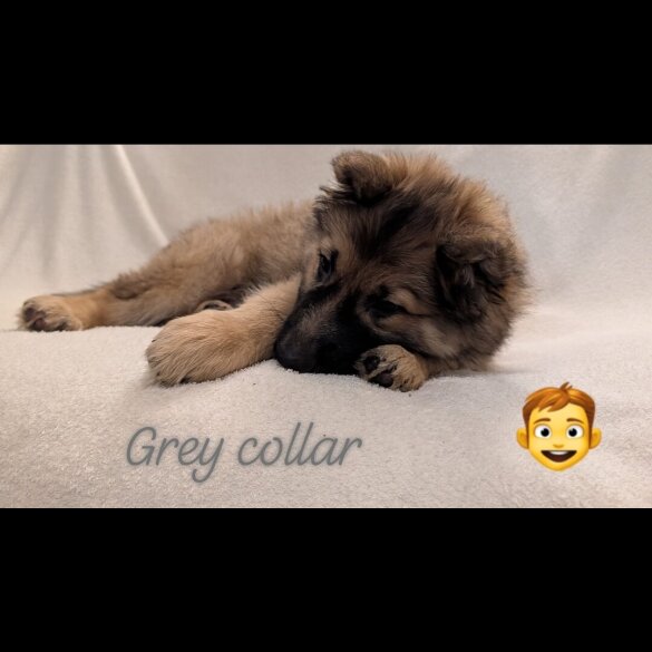 German Shepherd (Alsatian)