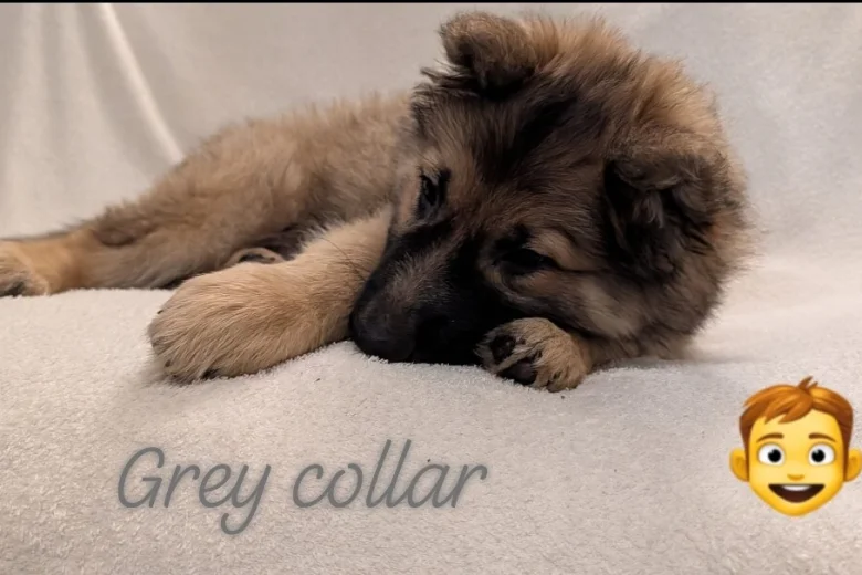 German Shepherd (Alsatian)
